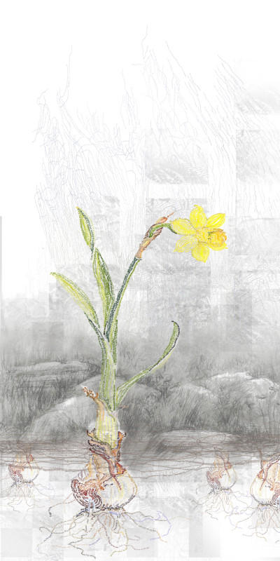 Daffodil