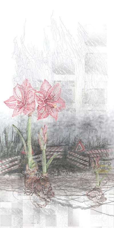 Amaryllis Belladonna
