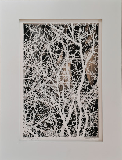 Traces of the Ancient Wood