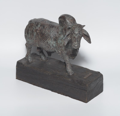 Brahman Bull