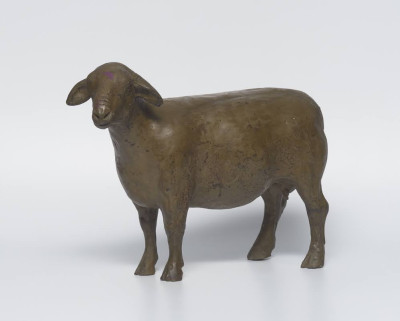 Merino Ewe