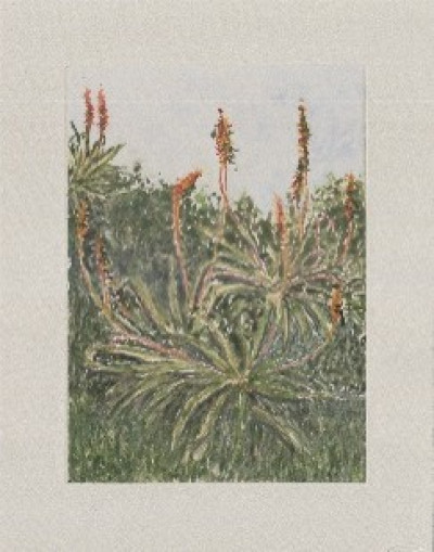 African Bloom II