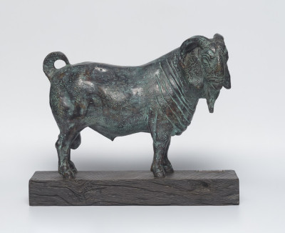Dorper Ram