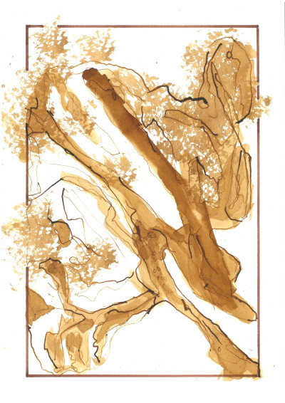 Bushveld Tree
