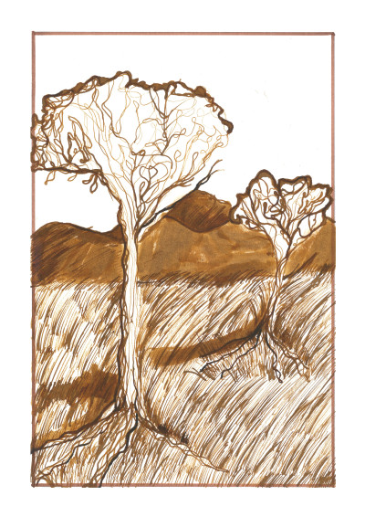 Bushveld Trees