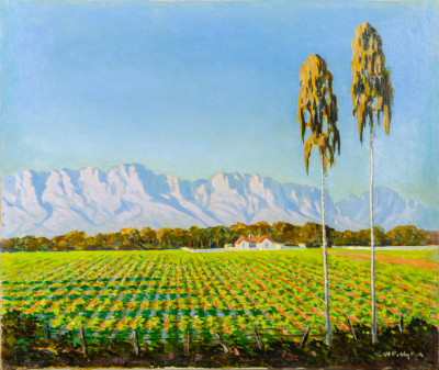 Cape Vineyards