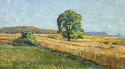 Wheatfield in Malmesbury