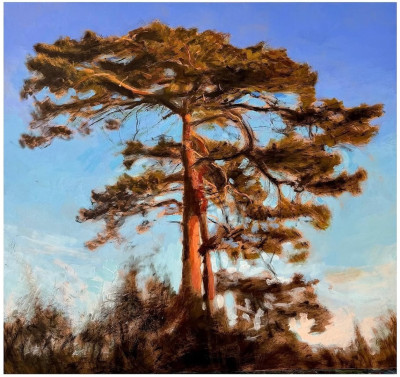 Stumbled Upon A Substantial Pinus