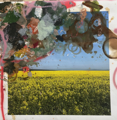 Canola Palette