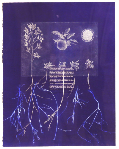 Shadow Crop - Grapefruit