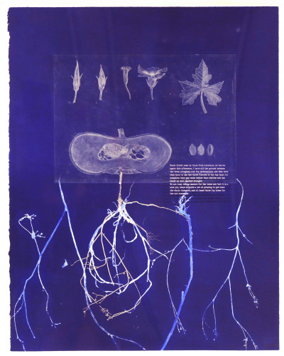 Shadow Crop- Pumpkin