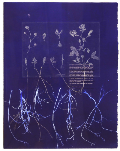 Shadow Crop -Lucerne