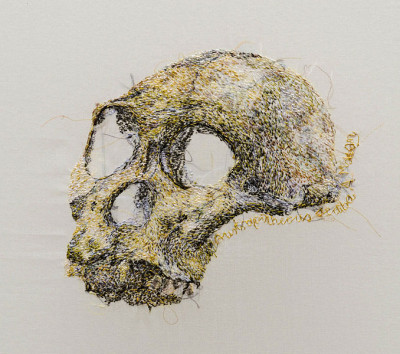Australopithecus sediba