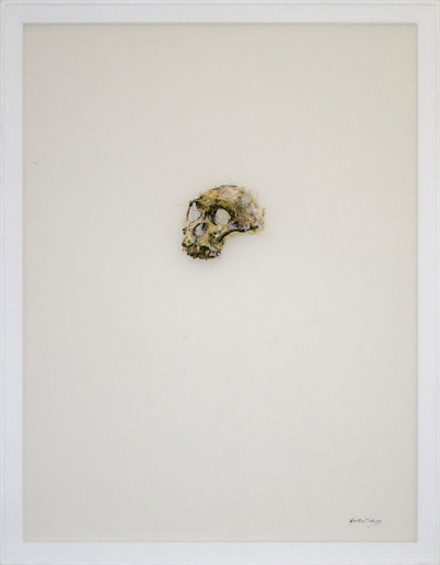 Australopithecus sediba