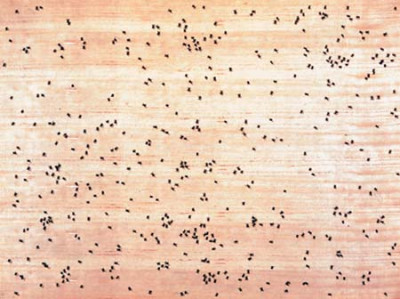 Black Ants from Portfilio: Insects