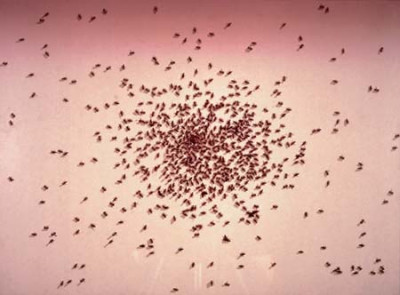 Ants from Portfolio : Insects