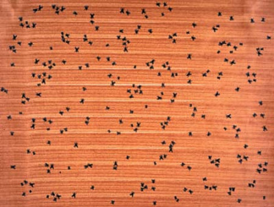Flies from Portfolio: Insects