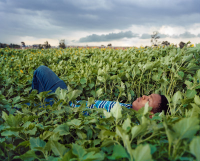 Sanele resting in the field