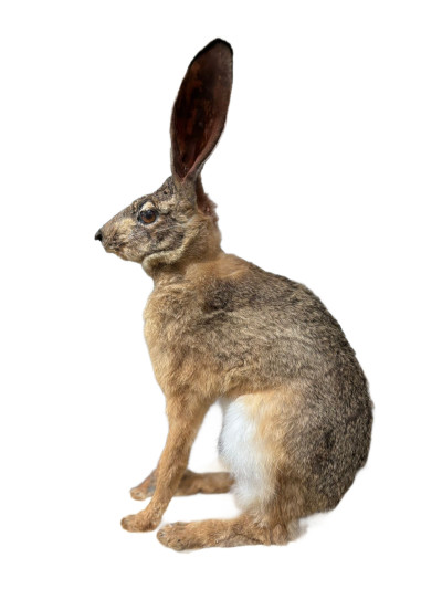 Cape Hare