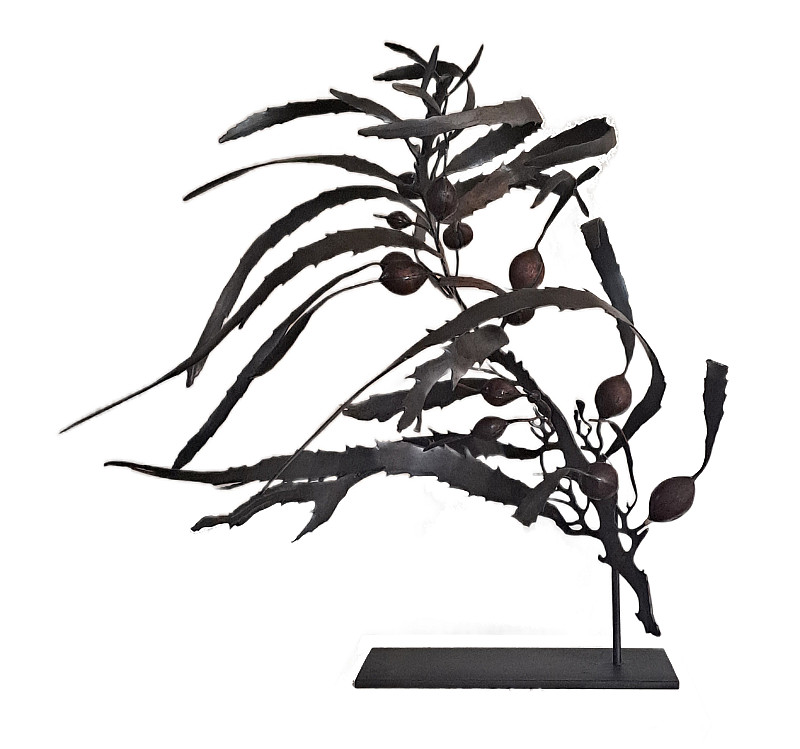 Anthophycus longifolius I {Maquette}