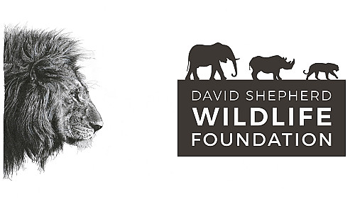 Lize Beekman Featured in '2025 Wildlife Artist of the Year' Exhibition