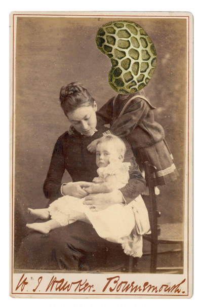 Papaver rhoeas L.
