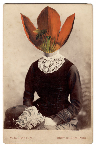 Tulip Schrenkii VI