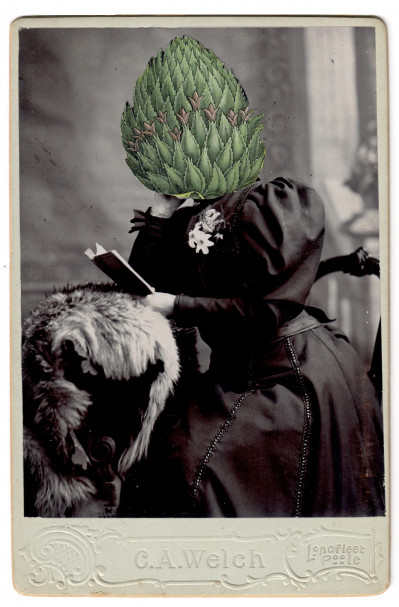 Bromelia ananas L.