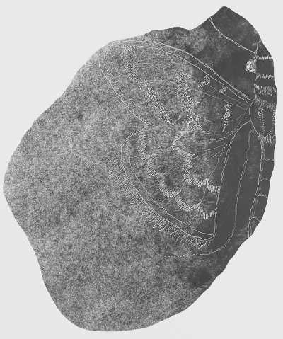 Moth 12: Reintegration