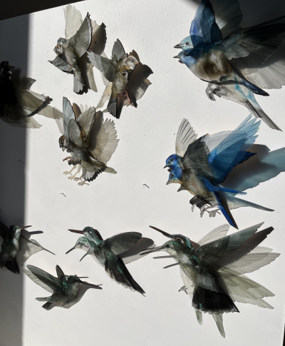 Somewhere beyond the clouds, A series of birds, fleeting and free