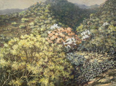 Shandon in September - Hills around Nelspruit