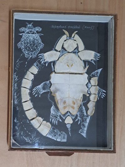 Voetspore