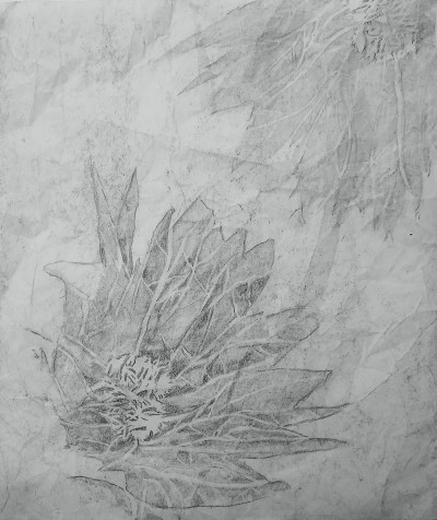 Fynbos Fossil: Leucadendron Bonum
