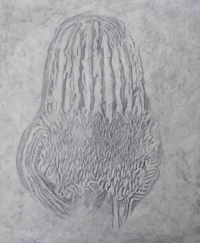Fynbos Fossil: Banksia Menziesli