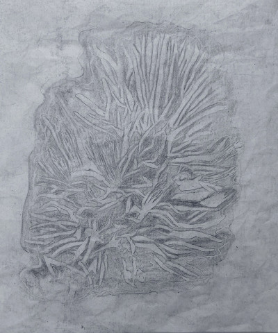 Fynbos Fossil: Retzia Capensis